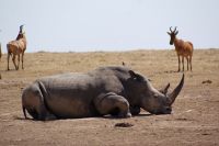 130 Nashörner im Ol Pejeta Schutzgebiet &ndash; &copy; Susanne Schirmann (Eberhardt TRAVEL)