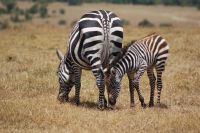 132 Steppenzebras im Ol Pejeta Schutzgebiet &ndash; &copy; Susanne Schirmann (Eberhardt TRAVEL)