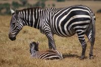 133 Steppenzebras im Ol Pejeta Schutzgebiet &ndash; &copy; Susanne Schirmann (Eberhardt TRAVEL)