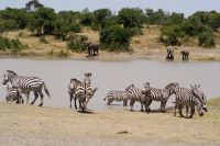134 Steppenzebras im Ol Pejeta Schutzgebiet &ndash; &copy; Susanne Schirmann (Eberhardt TRAVEL)
