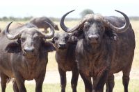 136 Büffel im Ol Pejeta Schutzgebiet &ndash; &copy; Susanne Schirmann (Eberhardt TRAVEL)