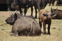 137 Büffel im Ol Pejeta Schutzgebiet &ndash; &copy; Susanne Schirmann (Eberhardt TRAVEL)