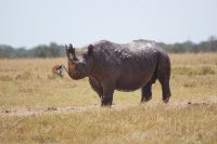 138 Rhino im Ol Pejeta Schutzgebiet &ndash; &copy; Susanne Schirmann (Eberhardt TRAVEL)