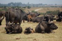 139 Büffel im Ol Pejeta Schutzgebiet &ndash; &copy; Susanne Schirmann (Eberhardt TRAVEL)