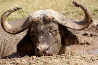 140 Büffel im Ol Pejeta Schutzgebiet &ndash; &copy; Susanne Schirmann (Eberhardt TRAVEL)