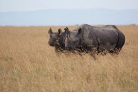 141 Nashörner im Ol Pejeta Schutzgebiet &ndash; &copy; Susanne Schirmann (Eberhardt TRAVEL)