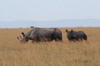 142 Nashörner im Ol Pejeta Schutzgebiet &ndash; &copy; Susanne Schirmann (Eberhardt TRAVEL)
