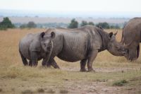 143 Nashörner im Ol Pejeta Schutzgebiet &ndash; &copy; Susanne Schirmann (Eberhardt TRAVEL)