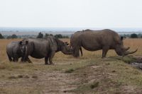 144 Nashörner im Ol Pejeta Schutzgebiet &ndash; &copy; Susanne Schirmann (Eberhardt TRAVEL)