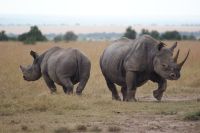 145 Nashörner im Ol Pejeta Schutzgebiet &ndash; &copy; Susanne Schirmann (Eberhardt TRAVEL)