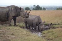 146 Nashörner im Ol Pejeta Schutzgebiet &ndash; &copy; Susanne Schirmann (Eberhardt TRAVEL)