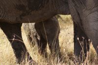 147 Elefanten im Ol Pejeta Schutzgebiet &ndash; &copy; Susanne Schirmann (Eberhardt TRAVEL)