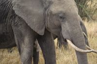 148 Elefanten im Ol Pejeta Schutzgebiet &ndash; &copy; Susanne Schirmann (Eberhardt TRAVEL)
