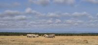 150 Nashörner im Ol Pejeta Schutzgebiet &ndash; &copy; Susanne Schirmann (Eberhardt TRAVEL)