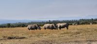 151 Nashörner im Ol Pejeta Schutzgebiet &ndash; &copy; Susanne Schirmann (Eberhardt TRAVEL)