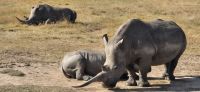 152 Nashörner im Ol Pejeta Schutzgebiet &ndash; &copy; Susanne Schirmann (Eberhardt TRAVEL)