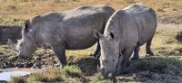 153 Nashörner im Ol Pejeta Schutzgebiet &ndash; &copy; Susanne Schirmann (Eberhardt TRAVEL)