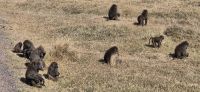 154 Pavianhorde &ndash; &copy; Susanne Schirmann (Eberhardt TRAVEL)