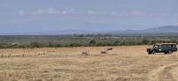 156 Nashörner im Ol Pejeta Schutzgebiet &ndash; &copy; Susanne Schirmann (Eberhardt TRAVEL)