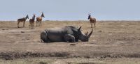 157 Nashörner im Ol Pejeta Schutzgebiet &ndash; &copy; Susanne Schirmann (Eberhardt TRAVEL)