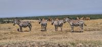 158 Steppenzebras &ndash; &copy; Susanne Schirmann (Eberhardt TRAVEL)