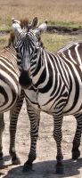 159 Steppenzebras &ndash; &copy; Susanne Schirmann (Eberhardt TRAVEL)
