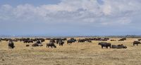 162 Büffelherde auf windigem Plateau &ndash; &copy; Susanne Schirmann (Eberhardt TRAVEL)