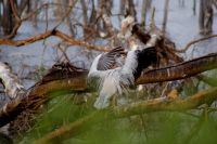 182 grauer Pelikan &ndash; &copy; Susanne Schirmann (Eberhardt TRAVEL)