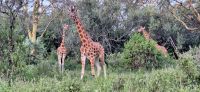 186 Rothschildgiraffen &ndash; &copy; Susanne Schirmann (Eberhardt TRAVEL)