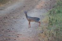 187 Dik Dik &ndash; &copy; Susanne Schirmann (Eberhardt TRAVEL)