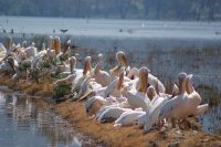 198 Vogelparadies Lake Nakuru &ndash; &copy; Susanne Schirmann (Eberhardt TRAVEL)