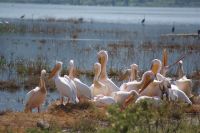 199 unzählige Pelikane &ndash; &copy; Susanne Schirmann (Eberhardt TRAVEL)