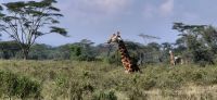201 ruhender Giraffenbulle &ndash; &copy; Susanne Schirmann (Eberhardt TRAVEL)