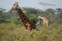 204 Rothschildgiraffe &ndash; &copy; Susanne Schirmann (Eberhardt TRAVEL)