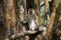 208 Grüne Meerkatze &ndash; &copy; Susanne Schirmann (Eberhardt TRAVEL)