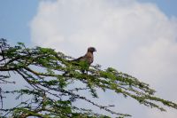 212 Raubadler &ndash; &copy; Susanne Schirmann (Eberhardt TRAVEL)