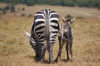 217 Steppenzebras im Ol Pejeta Schutzgebiet &ndash; &copy; Susanne Schirmann (Eberhardt TRAVEL)