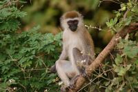 231 grüne Meerkatze &ndash; &copy; Susanne Schirmann (Eberhardt TRAVEL)
