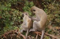 232 grüne Meerkatze &ndash; &copy; Susanne Schirmann (Eberhardt TRAVEL)