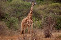 234 Maasaigiraffe &ndash; &copy; Susanne Schirmann (Eberhardt TRAVEL)