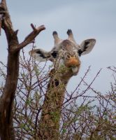 235 Maasaigiraffe &ndash; &copy; Susanne Schirmann (Eberhardt TRAVEL)