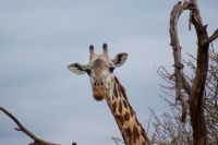 236 Maasaigiraffe