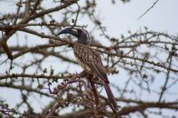 243 Toko &ndash; &copy; Susanne Schirmann (Eberhardt TRAVEL)