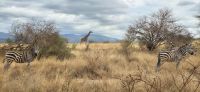 247 Maasaigiraffe und Zebras &ndash; &copy; Susanne Schirmann (Eberhardt TRAVEL)