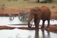 252 Elefantenbulle am Wasserloch &ndash; &copy; Susanne Schirmann (Eberhardt TRAVEL)