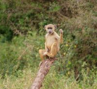 256 Pavian &ndash; &copy; Susanne Schirmann (Eberhardt TRAVEL)