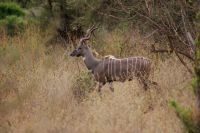 257 Kudubock &ndash; &copy; Susanne Schirmann (Eberhardt TRAVEL)