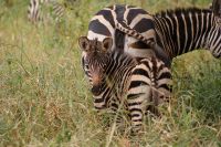 258 Zebrajungtier &ndash; &copy; Susanne Schirmann (Eberhardt TRAVEL)