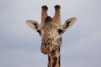 259 neugierige Giraffe beäugt uns ebenso &ndash; &copy; Susanne Schirmann (Eberhardt TRAVEL)