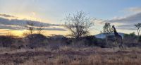 267 Safari Tsavo West &ndash; &copy; Susanne Schirmann (Eberhardt TRAVEL)